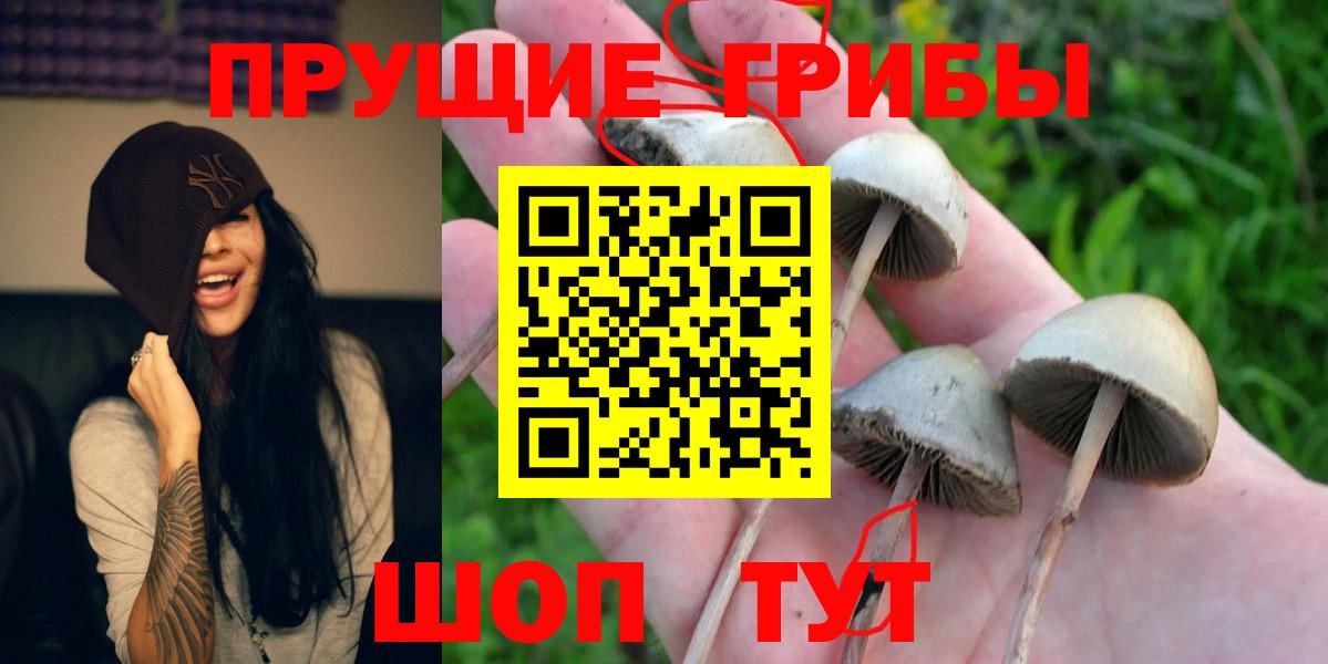 Псилоцибиновые грибы Psilocybine cubensis  Абакан 