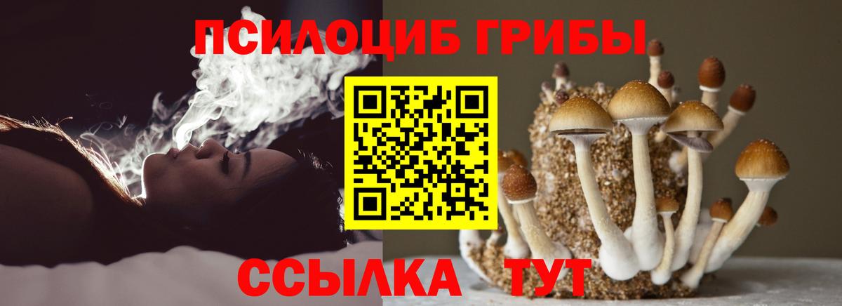 Галлюциногенные грибы Psilocybe Абакан